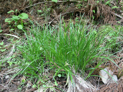 Carex temnolepis