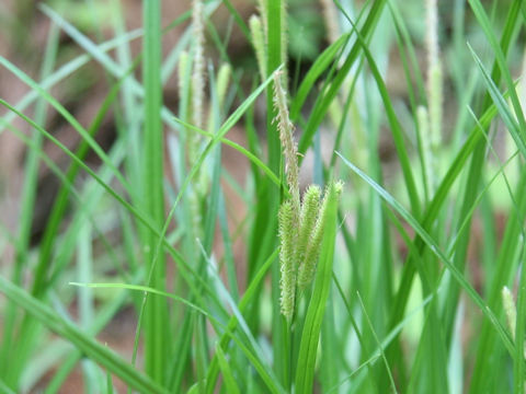 Carex temnolepis