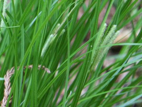 Carex temnolepis