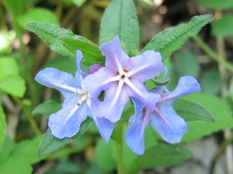 Lithospermum zollingeri