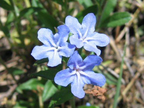 Lithospermum zollingeri