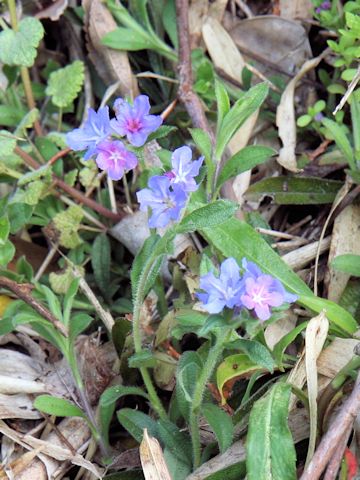 Lithospermum zollingeri