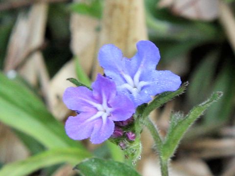 Lithospermum zollingeri