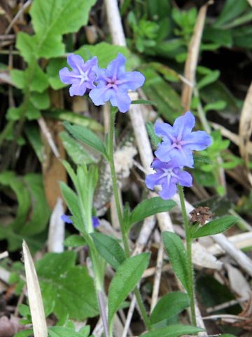 Lithospermum zollingeri