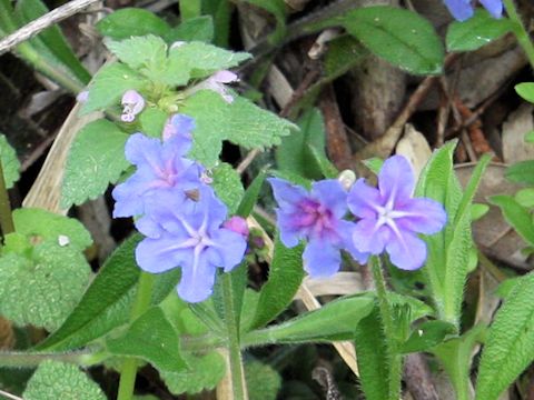 Lithospermum zollingeri