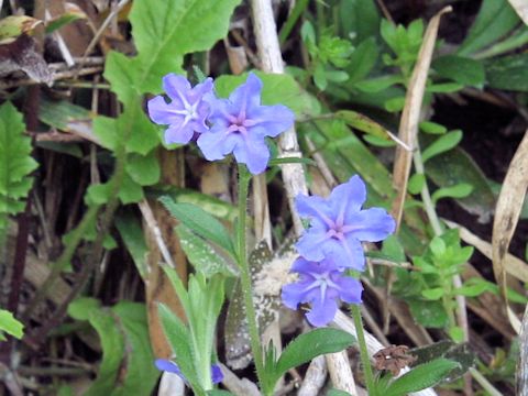 Lithospermum zollingeri