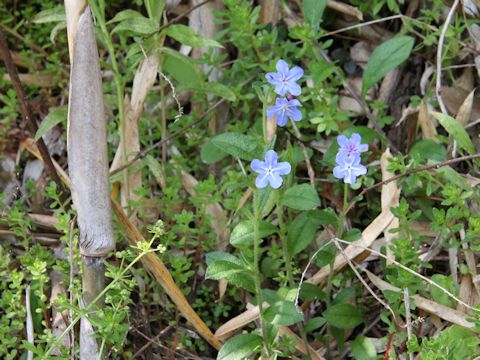 Lithospermum zollingeri