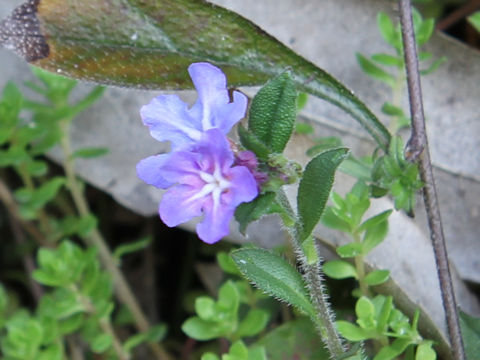 Lithospermum zollingeri