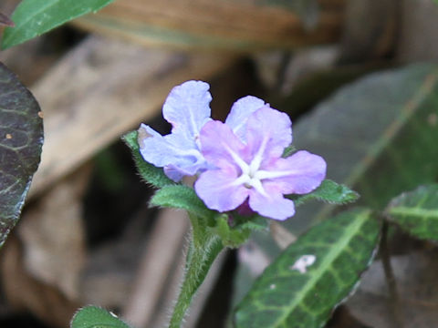 Lithospermum zollingeri