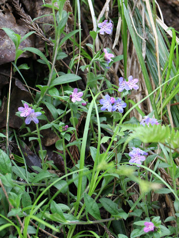 Lithospermum zollingeri