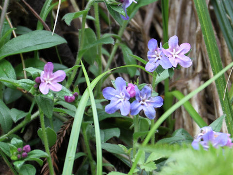 Lithospermum zollingeri