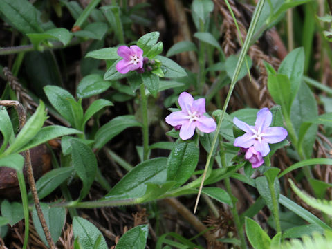 Lithospermum zollingeri