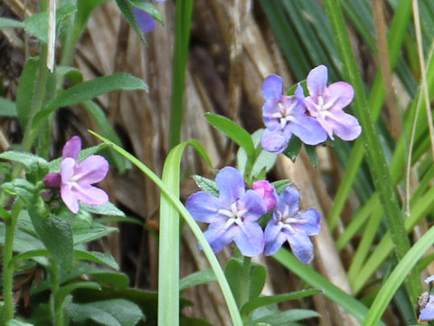 Lithospermum zollingeri