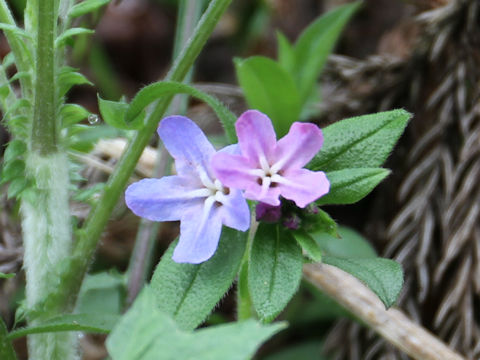 Lithospermum zollingeri