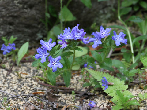 Lithospermum zollingeri