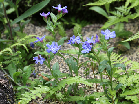 Lithospermum zollingeri