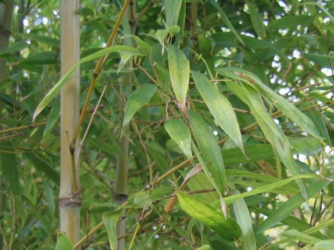 Phyllostachys dulcis