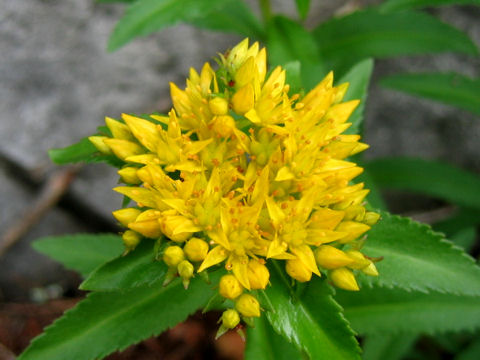 Sedum aizoon var. aizoon