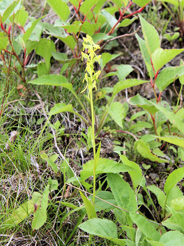 Platanthera tipuloides