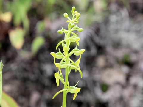 Platanthera tipuloides