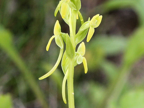 Platanthera tipuloides