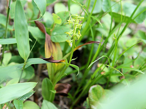 Platanthera tipuloides