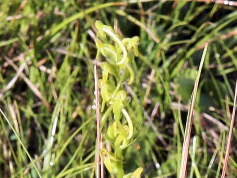 Platanthera tipuloides