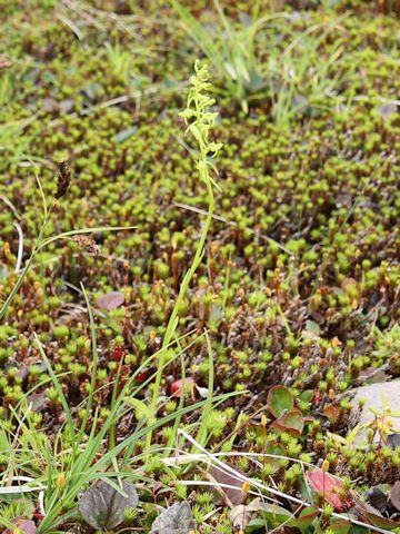 Platanthera tipuloides