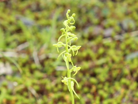 Platanthera tipuloides