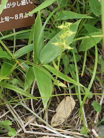 Platanthera tipuloides