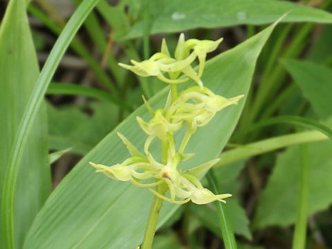 Platanthera tipuloides