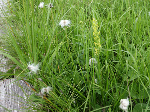 Platanthera tipuloides