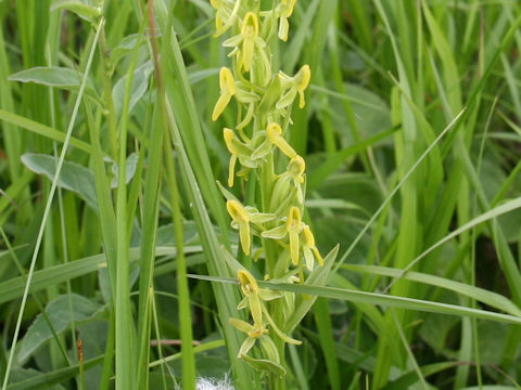 Platanthera tipuloides