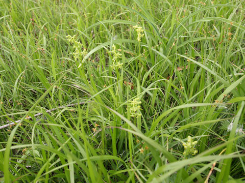 Platanthera tipuloides