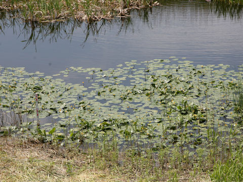 Nuphar x hokkaiensis