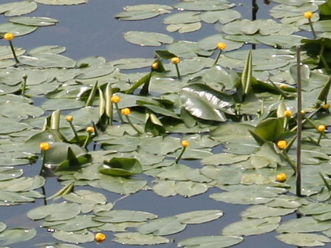 Nuphar x hokkaiensis
