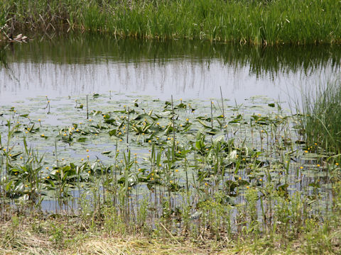 Nuphar x hokkaiensis