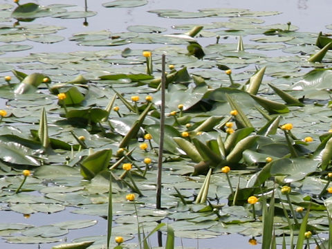 Nuphar x hokkaiensis