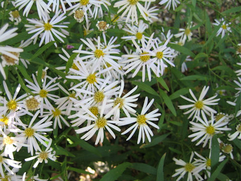 Aster microcephalus var. angustifolius