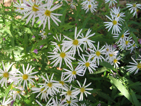 Aster microcephalus var. angustifolius