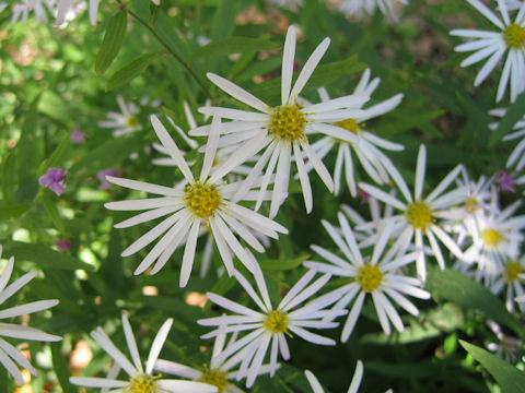 Aster microcephalus var. angustifolius