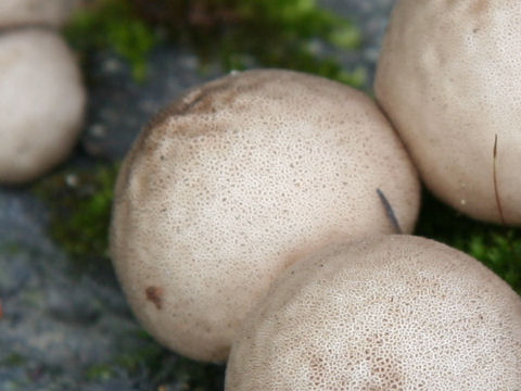 Lycoperdon perlatum