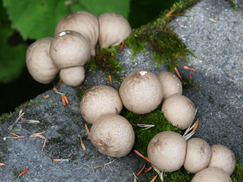 Lycoperdon perlatum