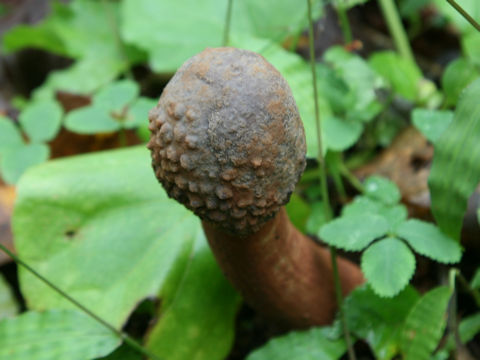 Lycoperdon perlatum