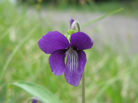 Viola mandshurica var. ikedaeana