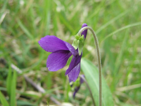 Viola mandshurica var. ikedaeana