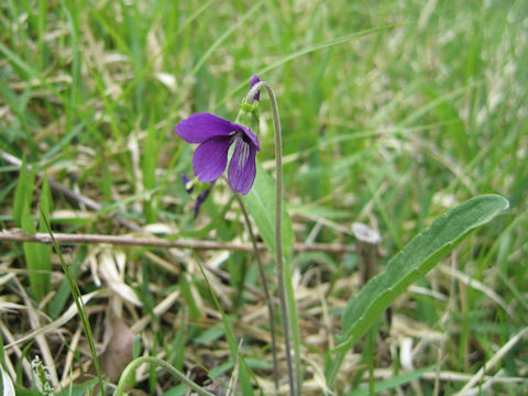 Viola mandshurica var. ikedaeana