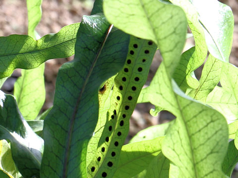 Lepisorus boninensis