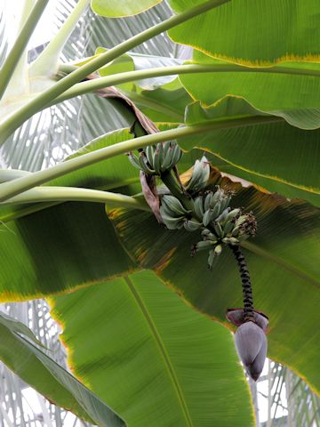 Musa x paradisiaca cv. Pei Chiao