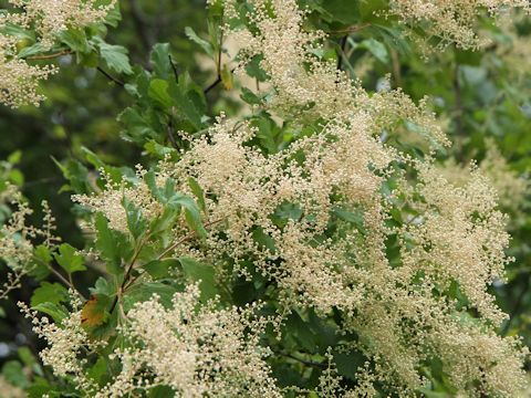 Holodiscus discolor